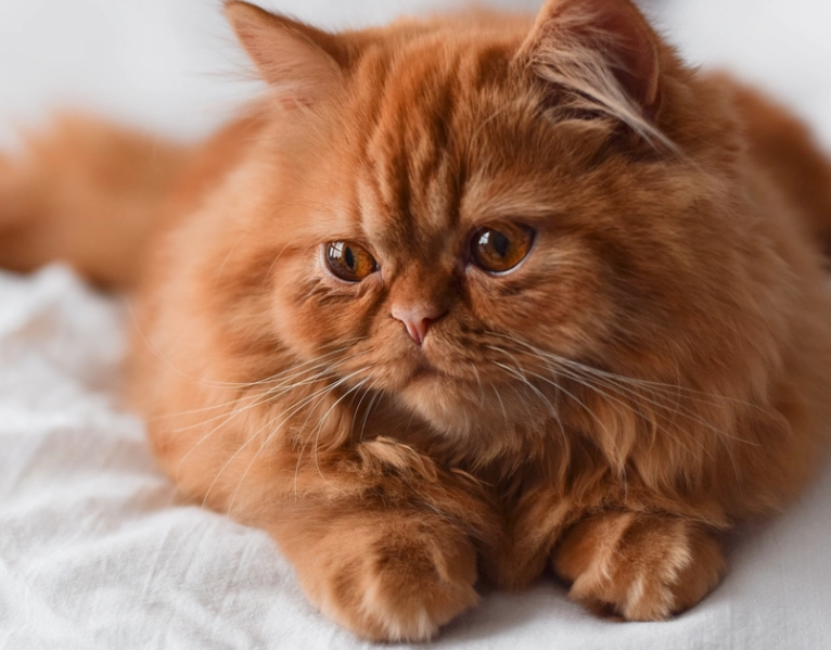 cat breed identification