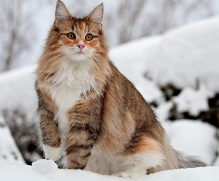 Are Norwegian Forest cats rare