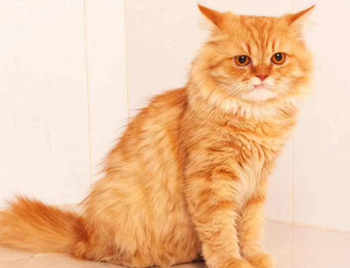 orange cat