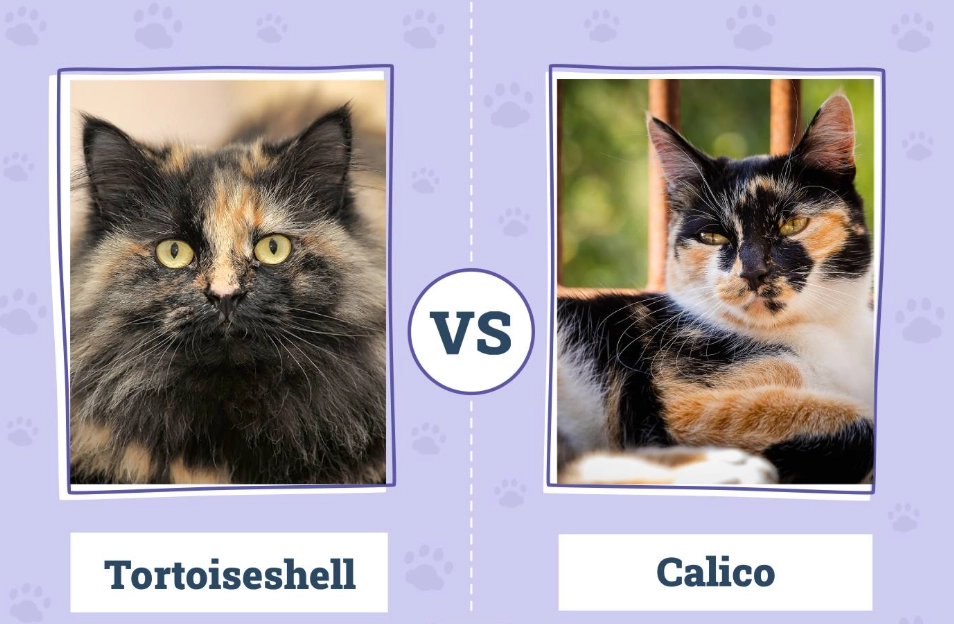 calico vs tortoiseshell