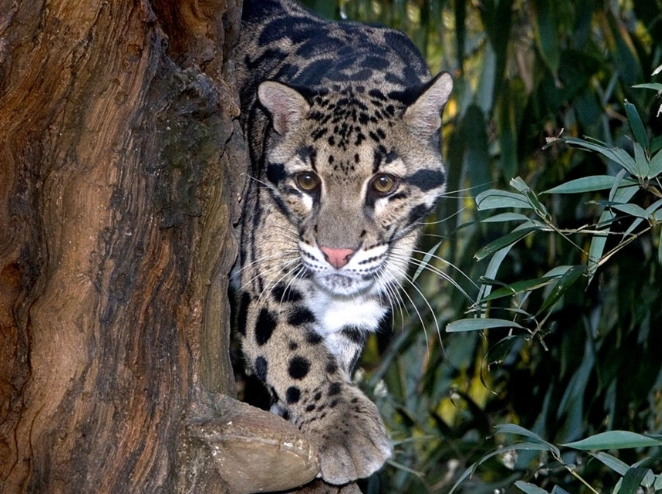 Asian leopard cat vs domestic cat