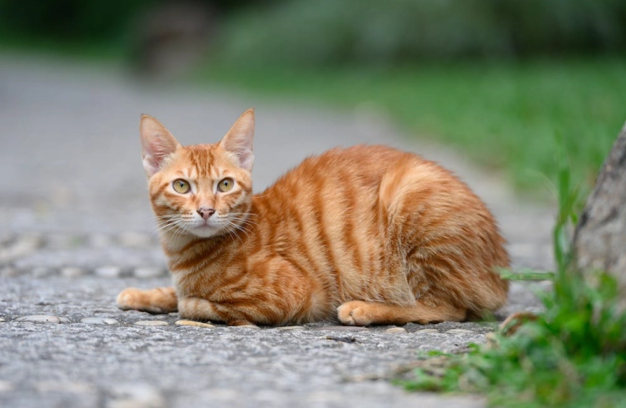 orange tabby cat
