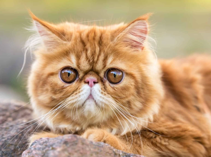 cat breed identification