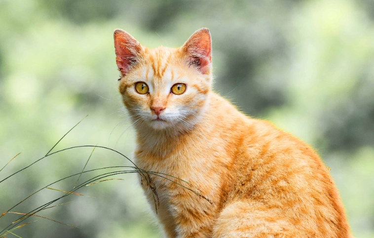orange tabby cat