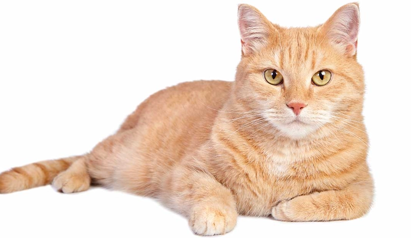 orange tabby cat