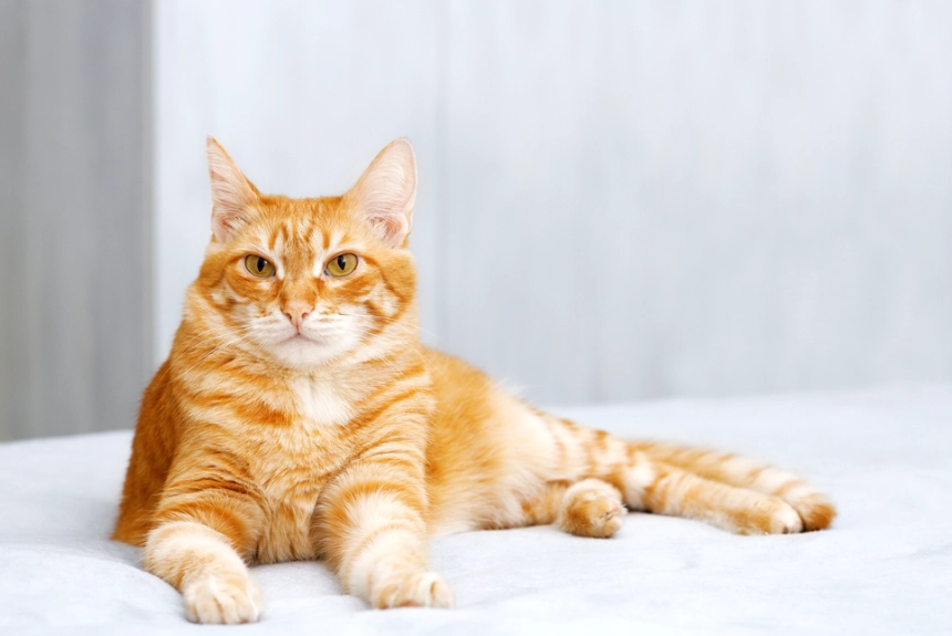 orange tabby cat