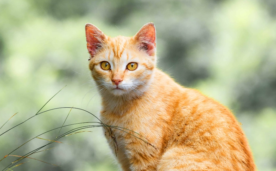 male orange cat