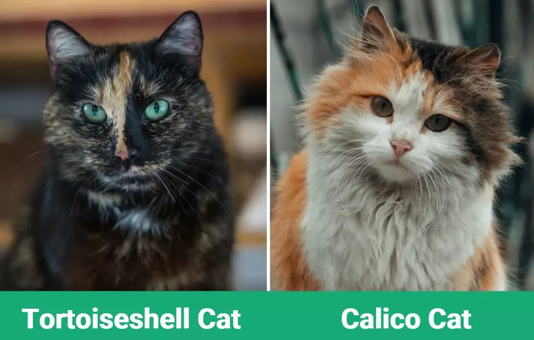 calico cat