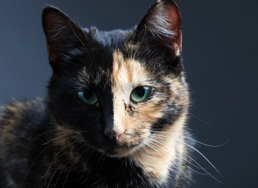 calico cat