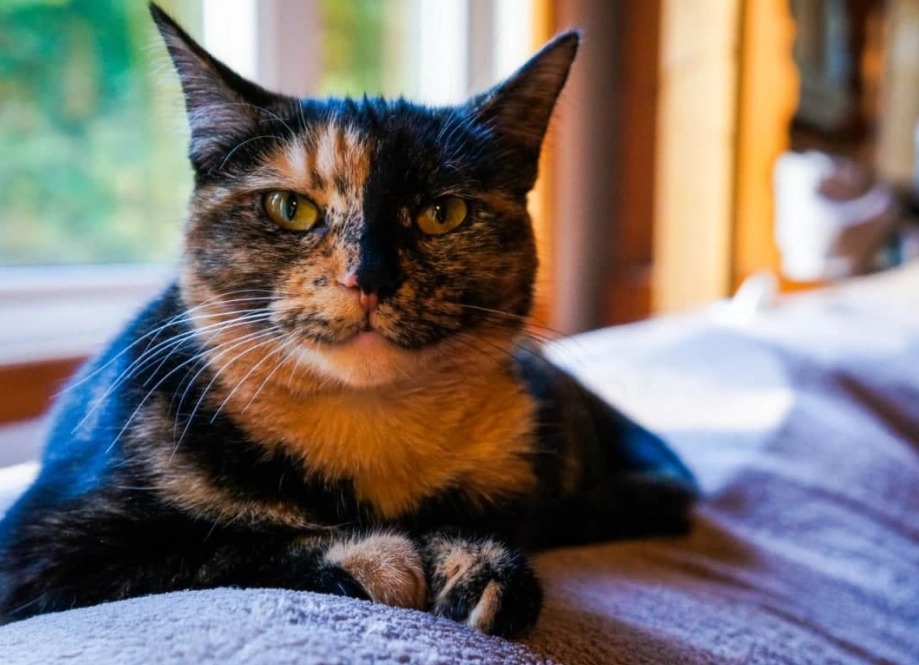 tortoiseshell cat