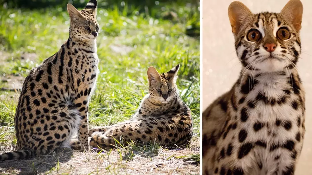 Asian leopard cat facts