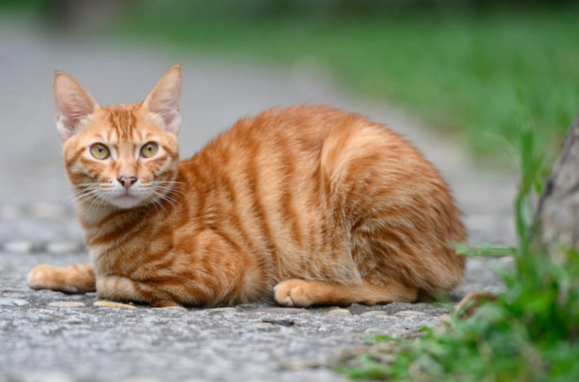 are ginger cats rare