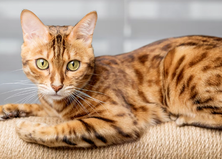 Bengal cat care difficulties