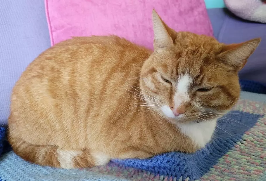 orange tabby cat maintenance