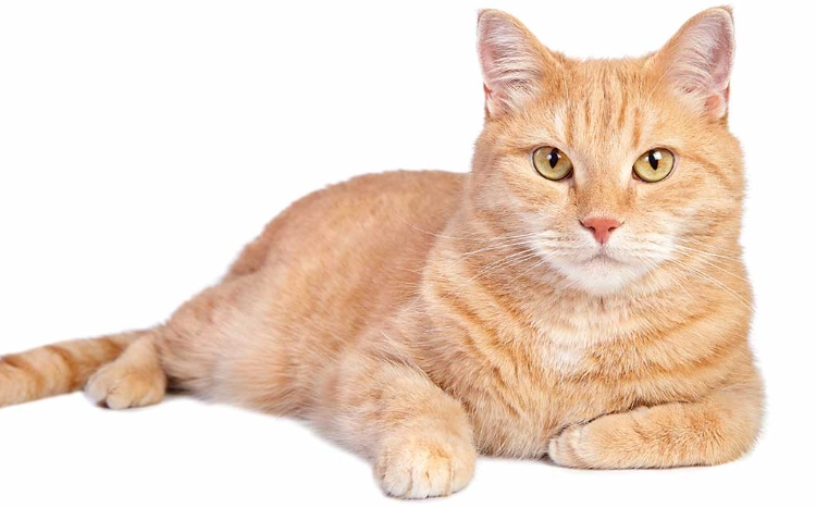 orange cat personality