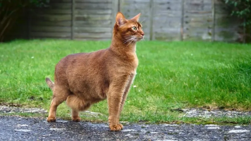 how long do tabby cats live