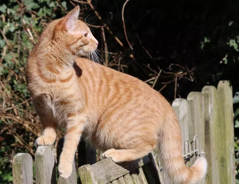 Are orange tabby cats rare?
