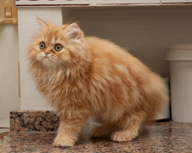 Persian cat