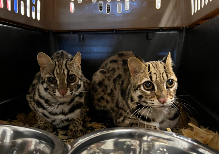 Asian leopard cat habitat