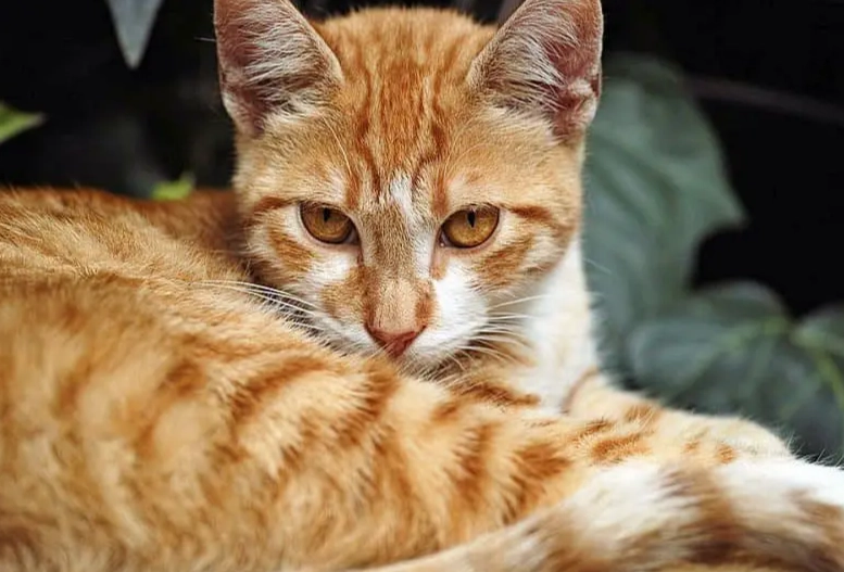 tabby cat colors genetics