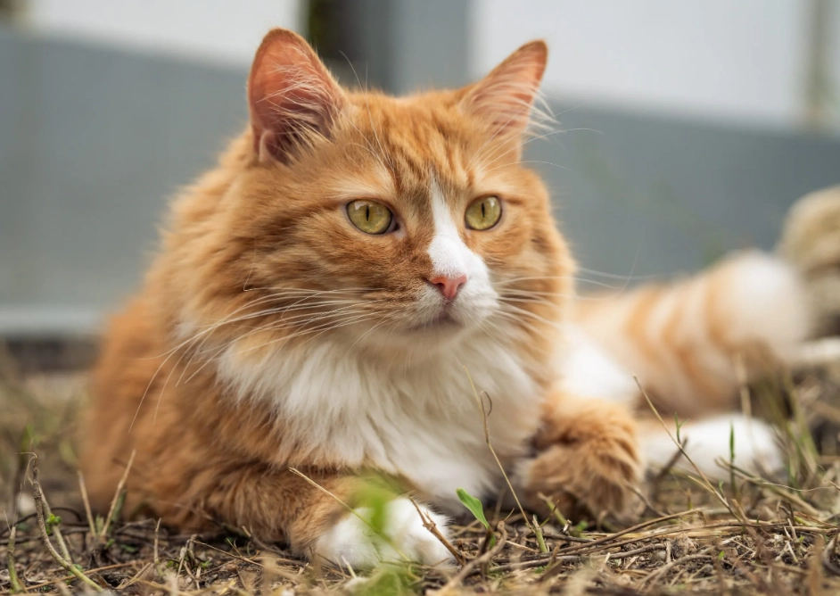 tabby cat colors genetics