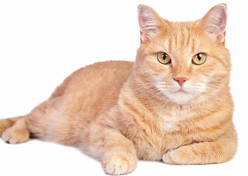 Are orange tabby cats high maintenance?