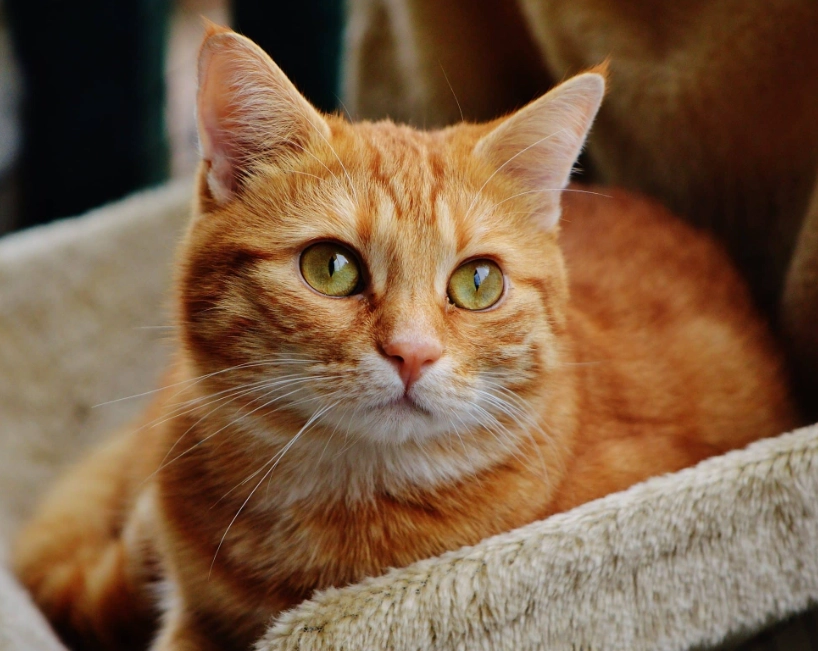 Orange tabby cat personality