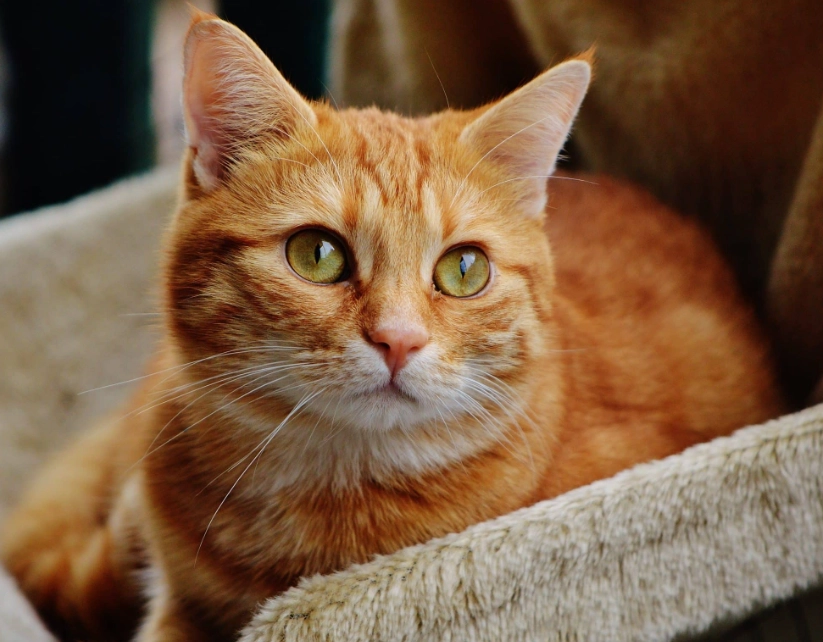 Orange Tabby Cats: Breed Traits, Care Tips, and Personality Guide