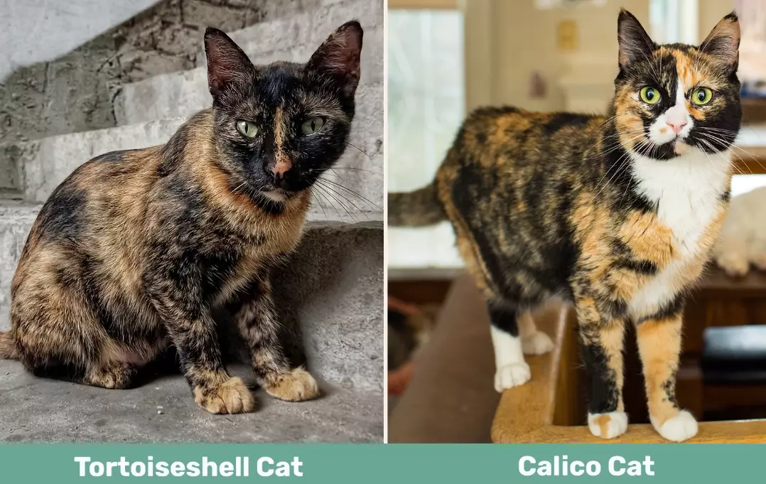 What's the difference between a calico and a tortoiseshell cat?