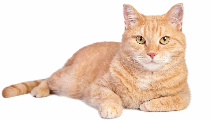 orange tabby cat personality