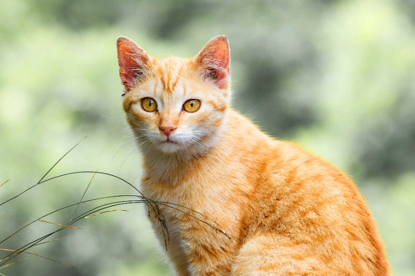 orange tabby cat behavior