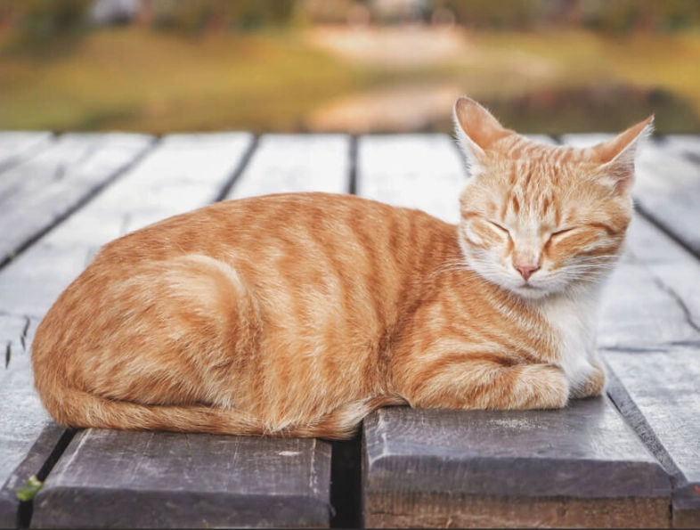 Orange Tabby Male Cat: Care, Personality & Health Guide