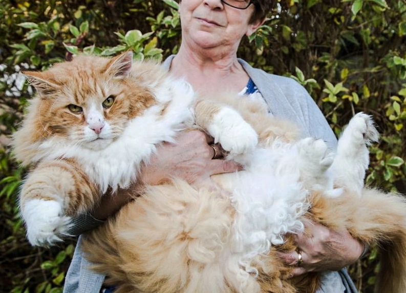 how big do Norwegian Forest cats get