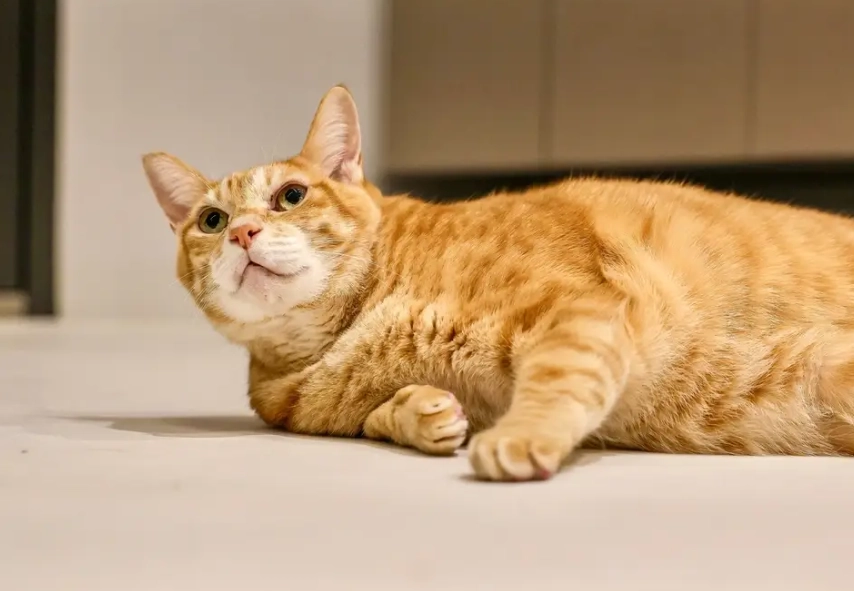 Orange tabby cat lifespan