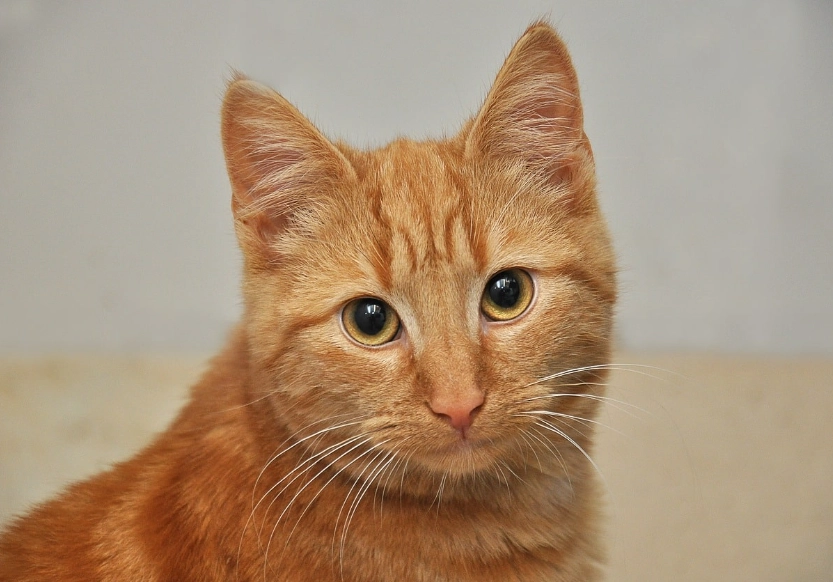 orange tabby cat traits