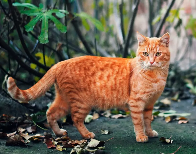 orange tabby cat