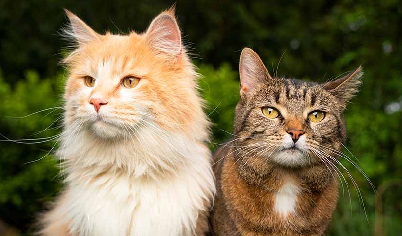 largest domestic cat breed