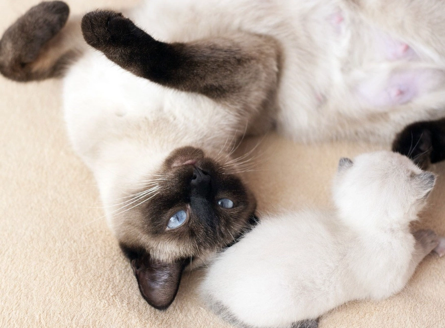 Siamese cat personality