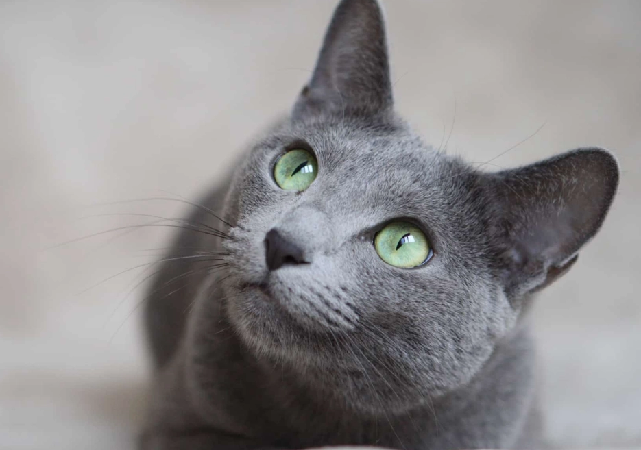 rare blue cat breeds rare blue cat breeds