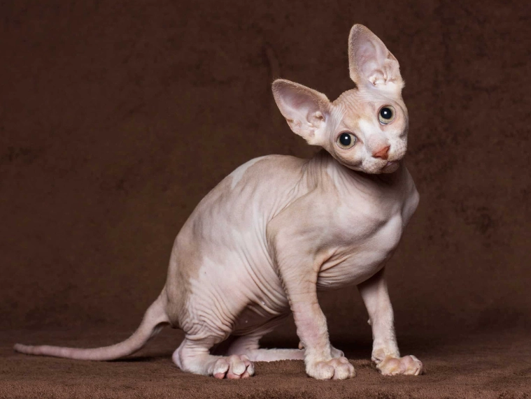 Is a Sphynx cat high maintenance?