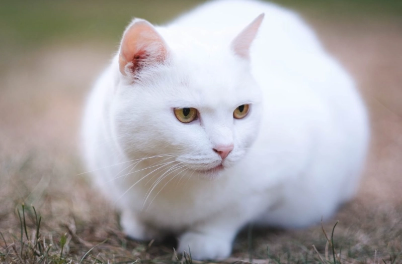 white cat genetics