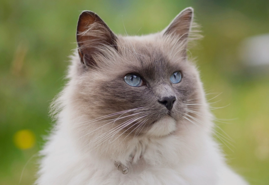 identify Ragdoll cat