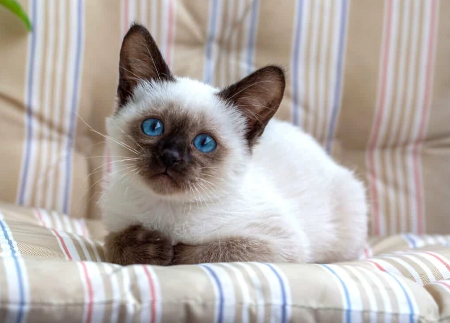 Siamese cat adoption