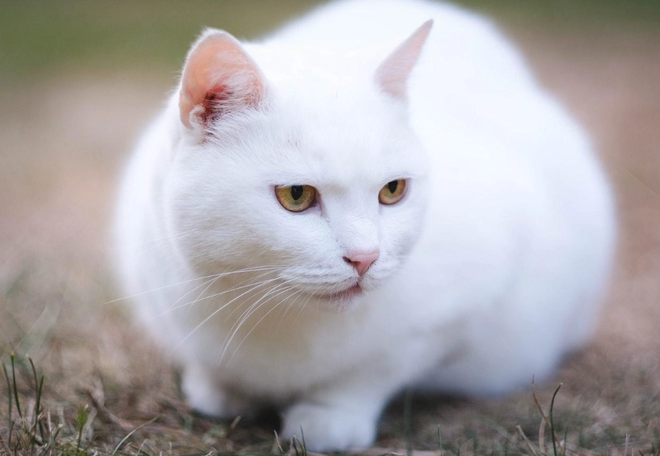 What Breed of Cat Is White? Top Snowy Feline Breeds Guide