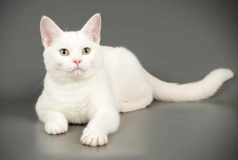 white cat health problems white cat health problems