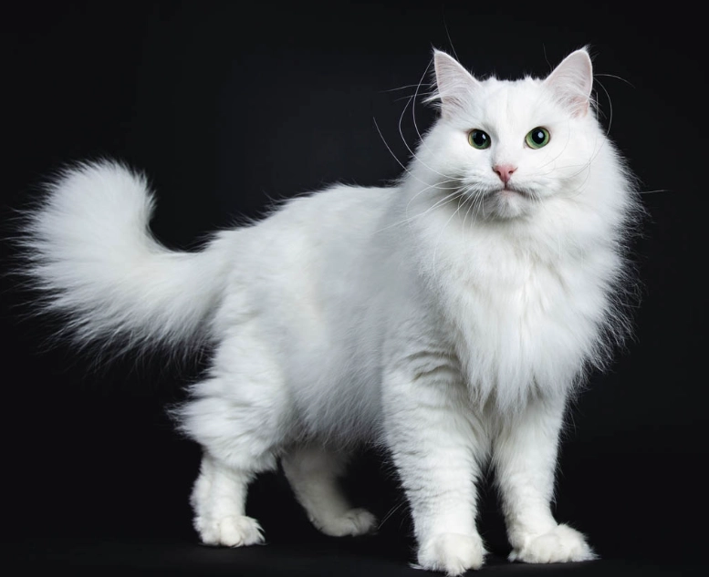 white cat types white cat types
