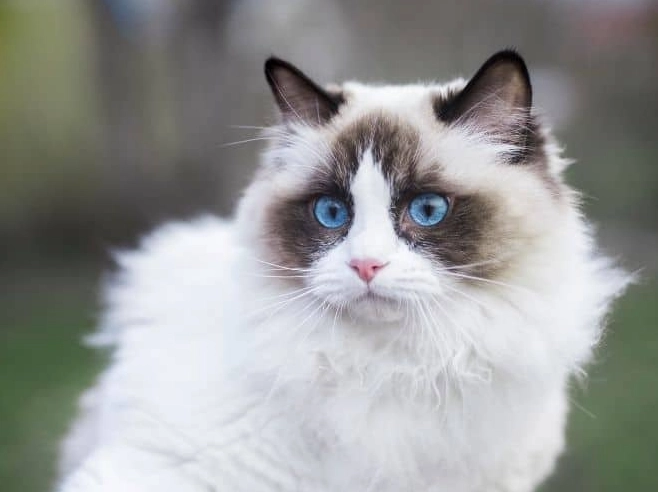 ragdoll cat problems