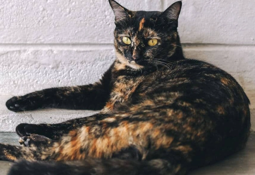 expensive tortoiseshell cat