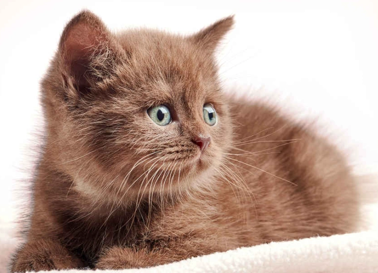 light brown cat breeds