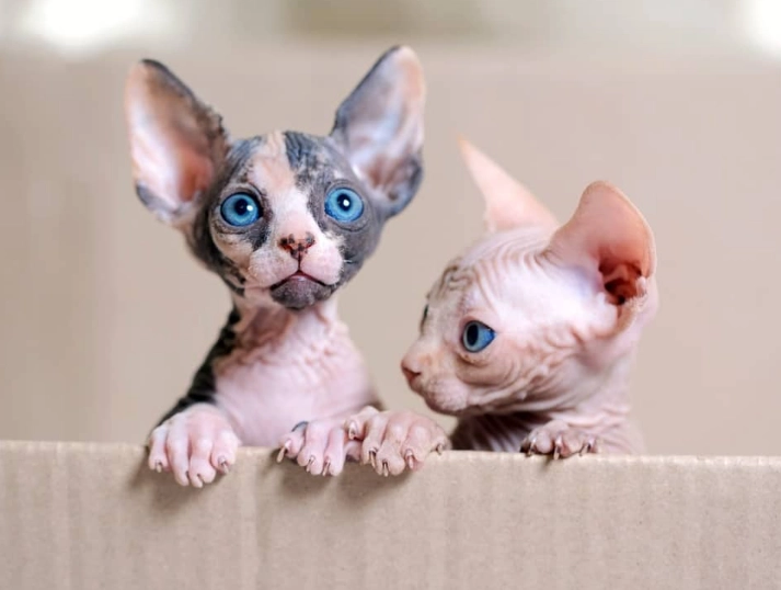 Sphynx cat price